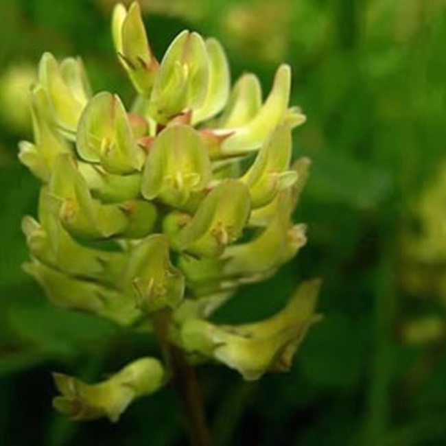 Astragalus