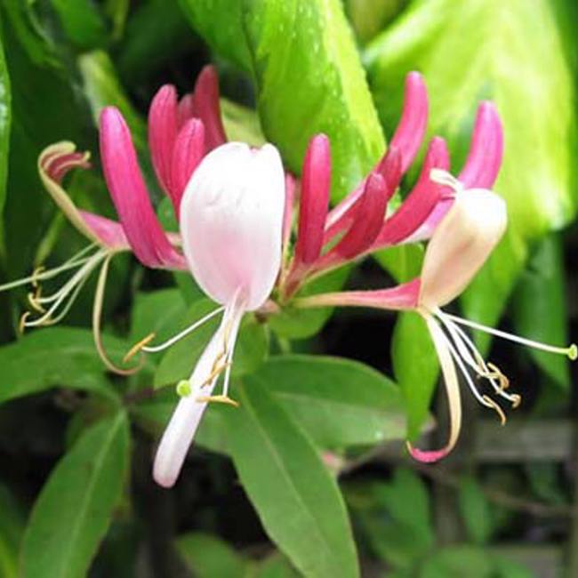 Honeysuckle