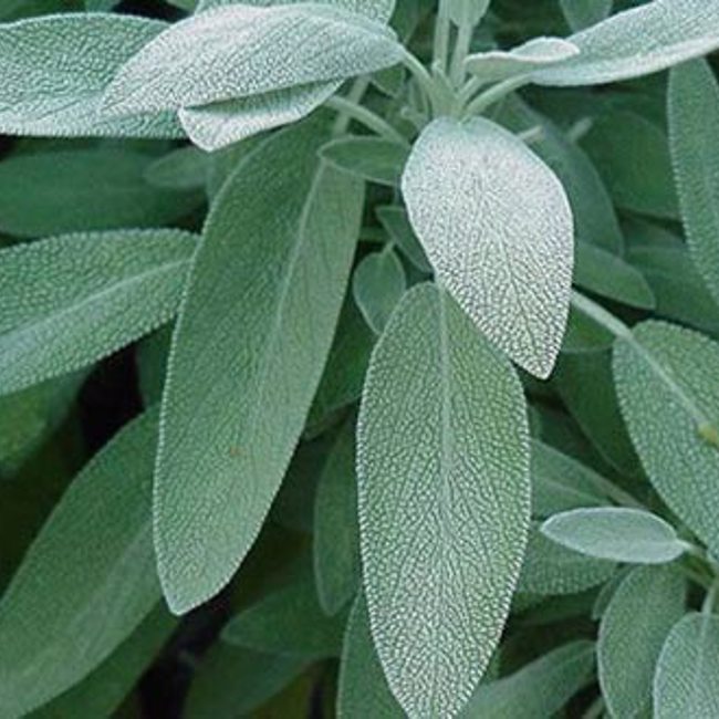 Sage