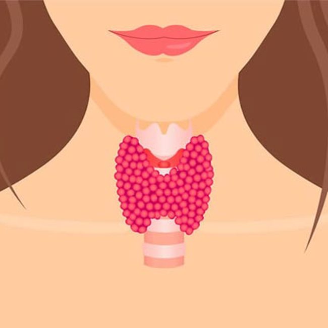 Thyroid's True Purpose