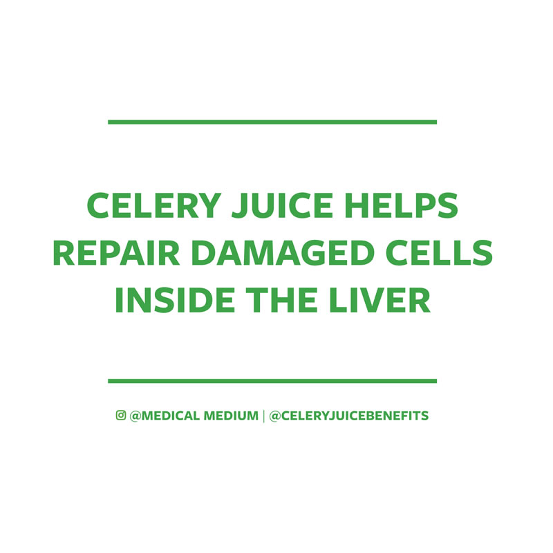 Celery juice helps repair damaged cells inside the liver