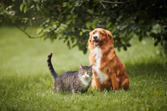 Healing Your Pet Dog