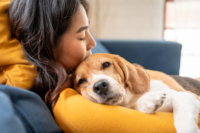 Healing Your Pet Dog