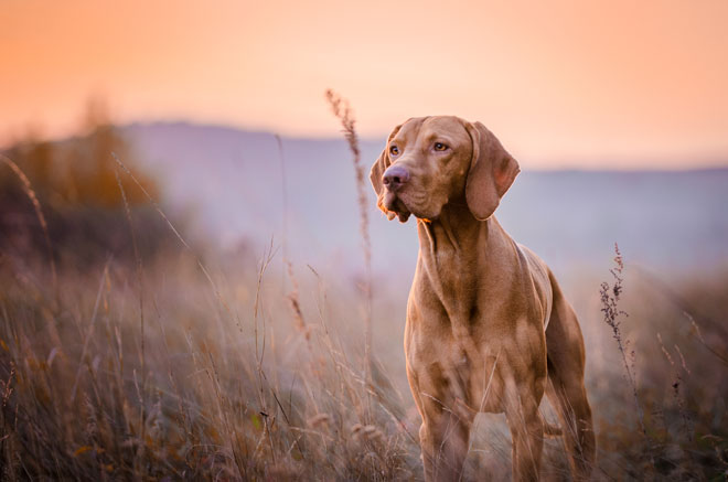 Healing Your Pet